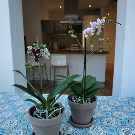 Nest In The Apartamento Trieste