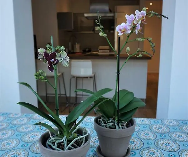 Nest In The Daire Trieste